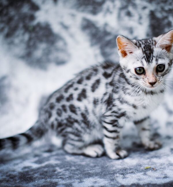 Бенгальский котёнок серебро