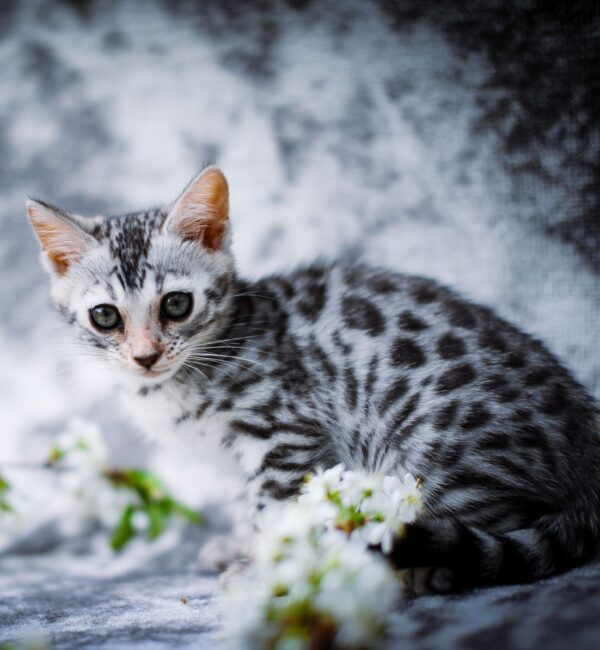 Бенгальский котёнок серебро