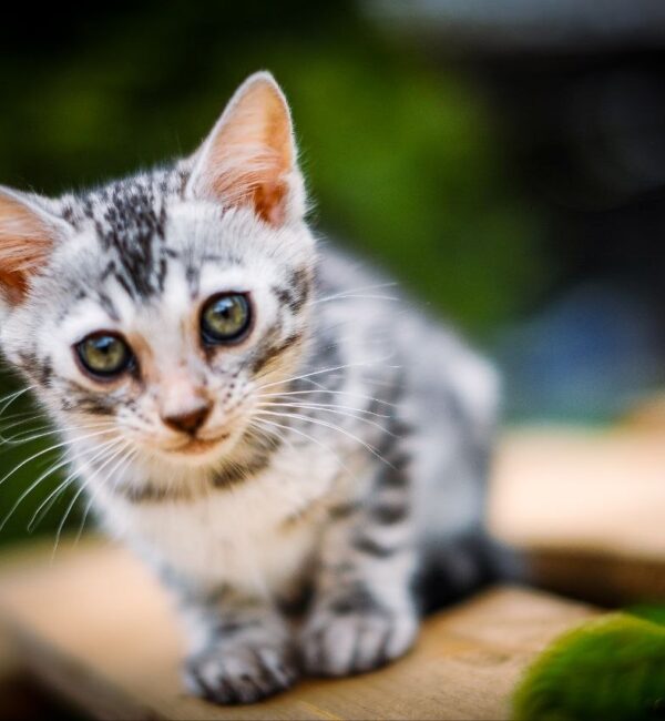 Бенгальский котёнок серебро