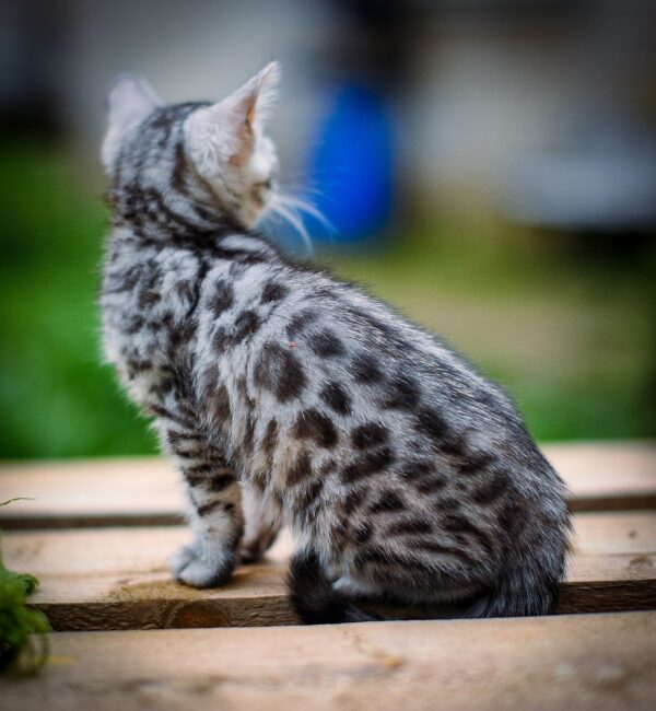 Бенгальский котёнок серебро