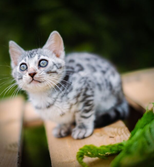 Бенгальский котёнок серебро