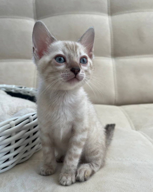 Бенгальский котёнок линкс фото, снежный бенгальский котенок