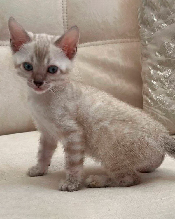 Бенгальский котёнок линкс фото, снежный бенгальский котенок