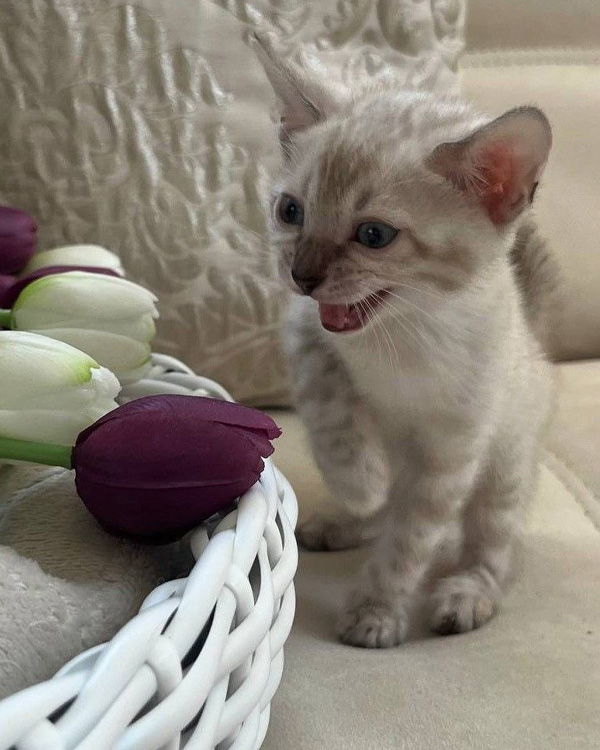 Бенгальский котёнок линкс фото, снежный бенгальский котенок