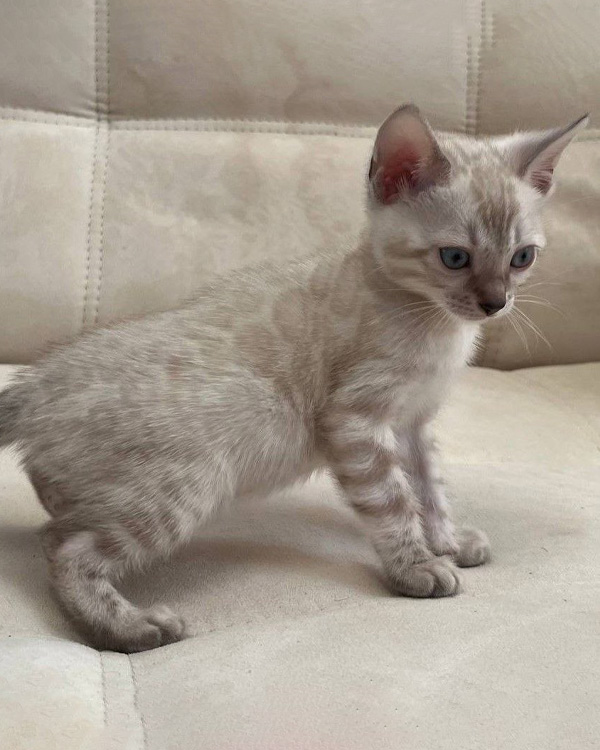 Бенгальский котёнок линкс фото, снежный бенгальский котенок