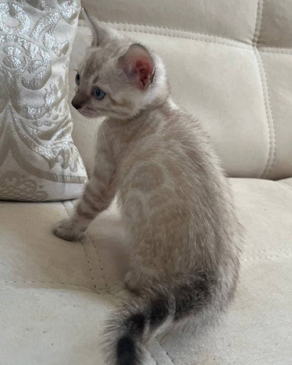Бенгальский котёнок линкс фото, снежный бенгальский котенок