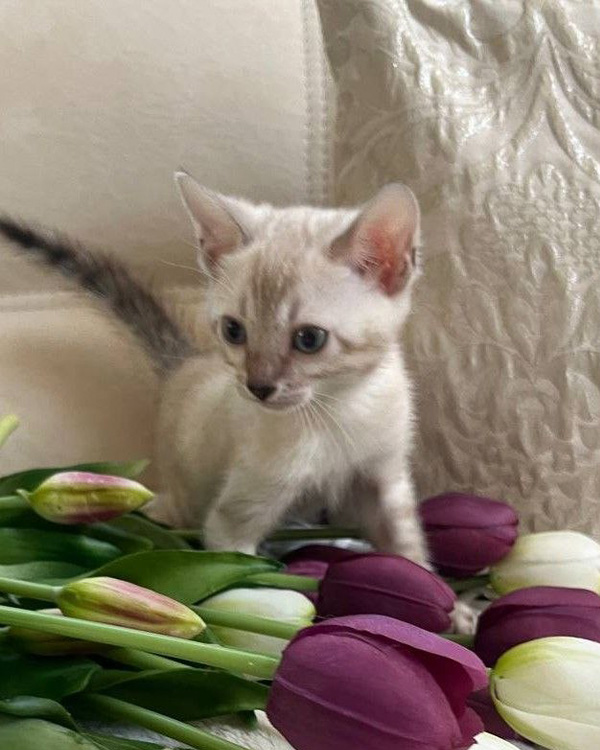 Бенгальский котёнок линкс фото, снежный бенгальский котенок