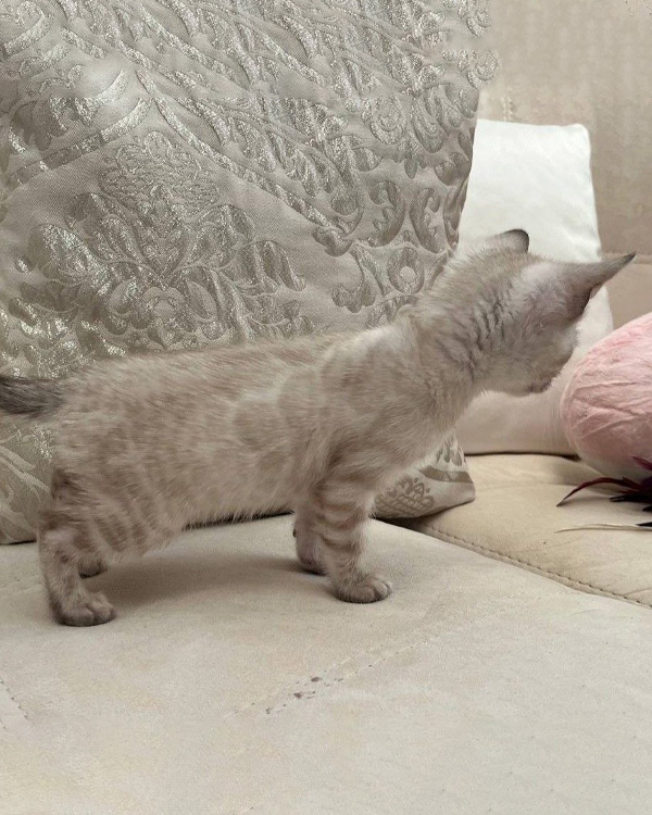 Бенгальский котёнок линкс фото, снежный бенгальский котенок