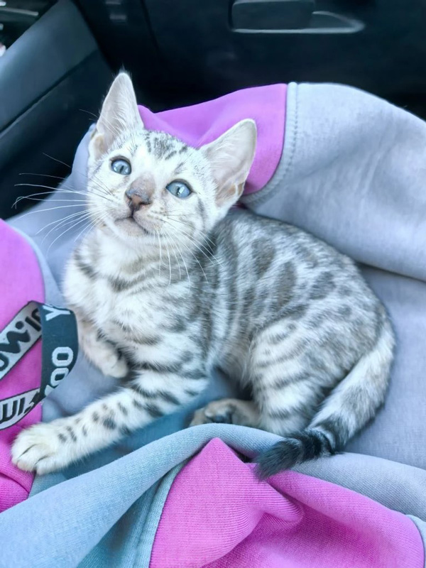 Фото бенгальского котёнка розетка на серебре