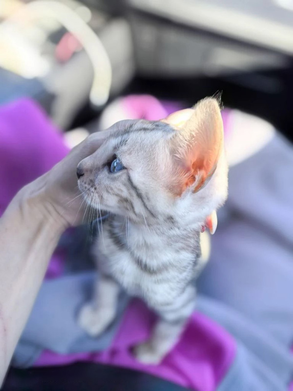 Фото бенгальского котёнка розетка на серебре