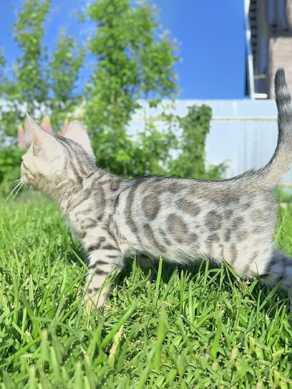 Фото бенгальского котёнка розетка на серебре