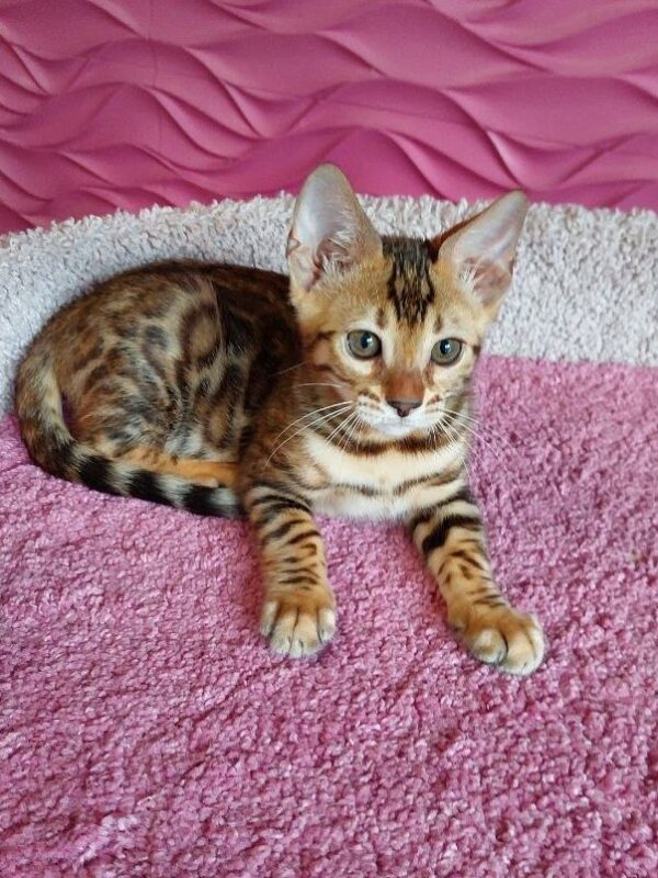Фото бенгальского котёнка золотого окраса