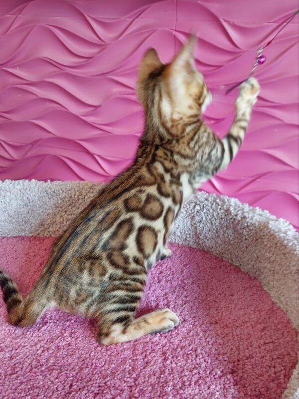 Фото бенгальского котёнка золотого окраса