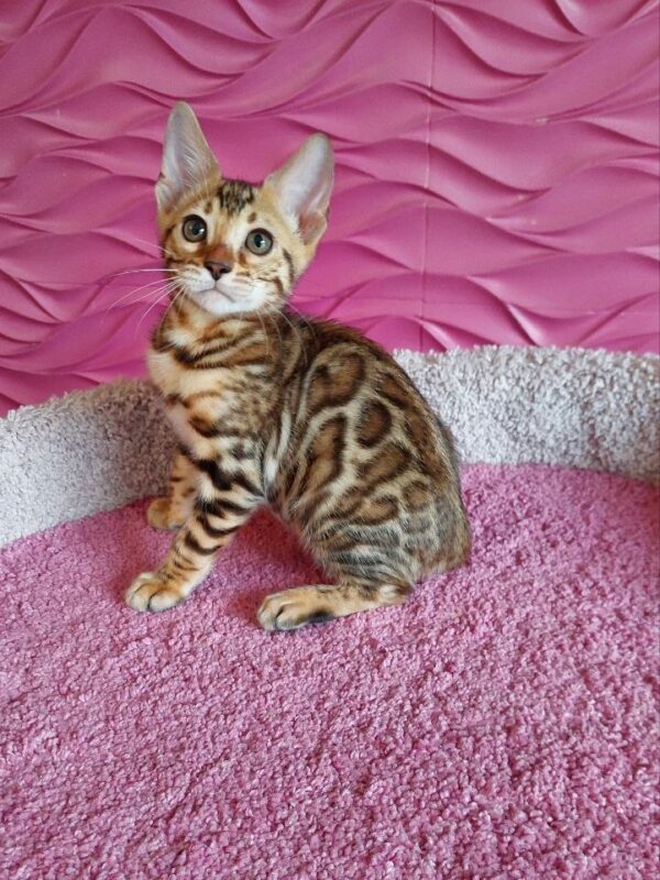 Фото бенгальского котёнка золотого окраса